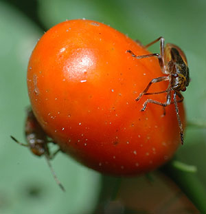 Dos chinches atacando una planta de chile. (Foto: Universidad de Washington)