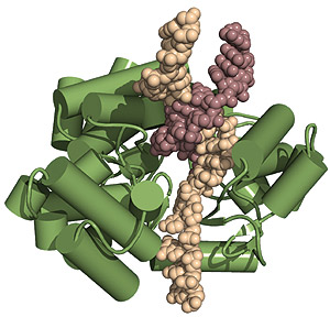 La protena TERT (en verde) junto con el ARN (en color crema) y el ADN (en color burdeos). (Foto: Instituto Wistar)