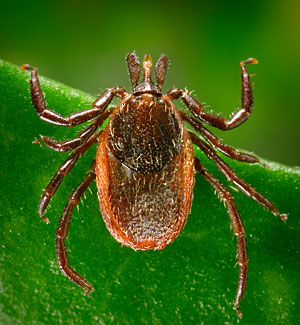 Las garrapatas pueden transmitir la enfermedad de Lyme. (Foto: James Gathany)