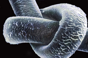 Un perlo humano visto a travs del microscopio. (Foto: CIE)