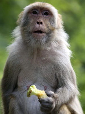 Un mono comiendo una manzana. (Foto: Reuters)