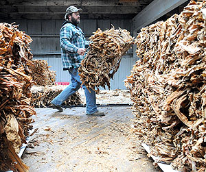 Un trabajador descarga tabaco en una fbrica de EEUU (Foto: AP | Clay Jackson)