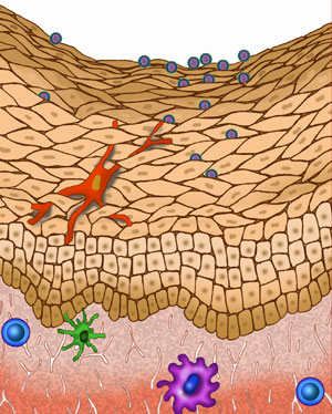 El virus busca los puntos dbiles de la vagina para entrar y alcanzar las clulas. (Foto: Universidad Northwestern)