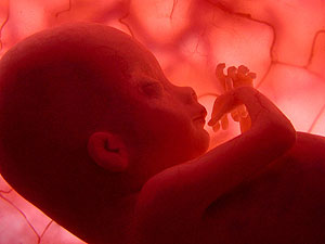 Imagen de un documental del National Geografic Channel de un feto.