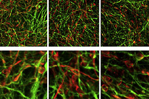 Detalle de la generacin de las neuronas. (Foto: Cell Stem Cell)
