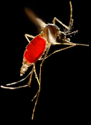 Hembra de 'Aedes aegypti'. (Foto: Frank Hadley Collins | CDC)