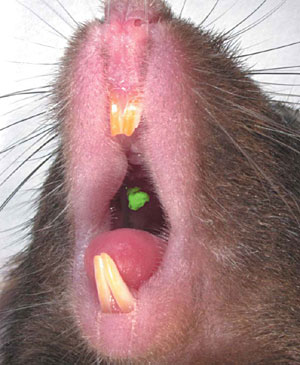 Imagen de uno de los ratones del experimento, con el diente fabricado en verde fluorescente. (Foto: Takashi Tsuji)