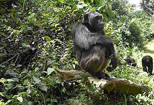 Un chimpanc en el parque nacional de Camern. (Foto: Nathan Wolfe)