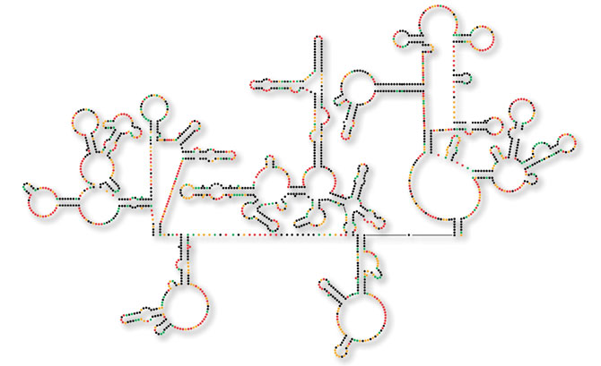 Estructura del genoma del VIH. (Foto: K. Weeks)
