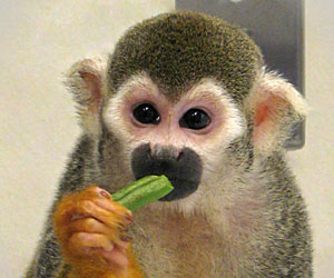El mono Dalton contempla una juda verde. (Foto: 'Nature')