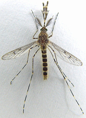 Uno de los mosquitos del estudio (Foto: Santiago Ruiz | Diputacin de Huelva)