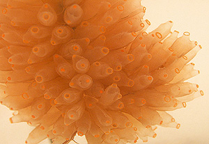Imagen del organismo marino (Foto: PharmaMar)