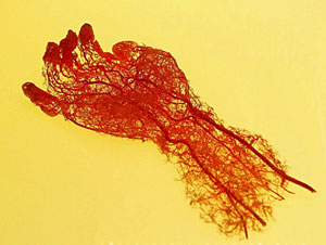 Vasos sanguneos colocados para formar una mano. (Foto: J. M. Lostau)
