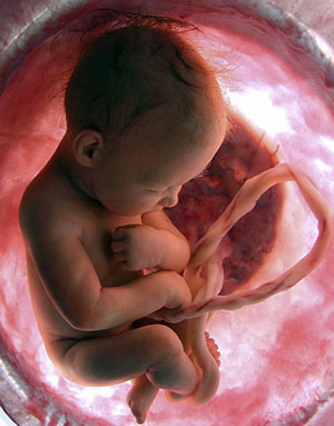 Un feto en el tero materno. (El Mundo)