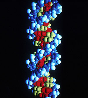 Estructura del ADN. (Robert Guy | Instituto Nacional del Cáncer de EEUU)