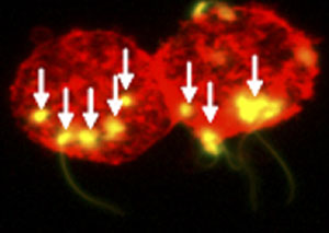 Las espermatozoas (flechas) transmiten el VIH cuando se unen a las células dendríticas (rojo)