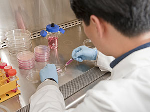 En el laboratorio, las clulas se inyectaron en un molde. (Foto: Anthony Atala)