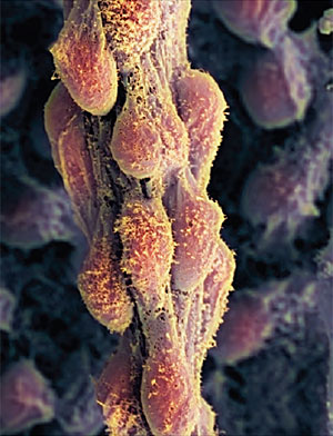 Clulas madre embrionarias humanas. (Foto: Science Photo Library | The Lancet)