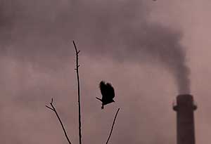 Un cuervo sobrevuela el cielo contaminado de Nueva Delhi. (Foto: Efe)