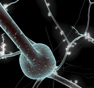 Recreacin en 3D de una neurona realizada por Sebastin Lasserre. (Imagen: El Mundo)