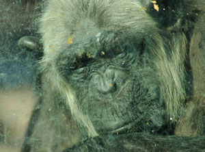 Un chimpanc en un zoo. (Foto: Marga Estebaranz)