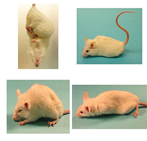 Ratones con sntomas de enfermedad prinica. (Foto: Science)