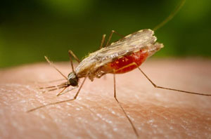 Detalle del mosquito que transmite la enfermedad. (Foto: James Gathany | CDC)
