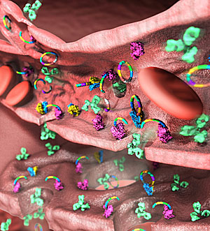 Esquema que muestra la unión del péptido (el aro de colores) a los fármacos en el tejido tumoral extravascular (Foto: © Science | AAAS)