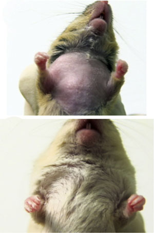 Uno de los ratones, antes y depsus del trasplante de mdula. (Foto: 'Cell')