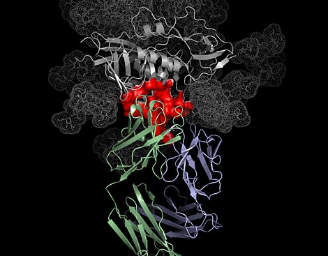 El anticuerpo VRC01 (verde y azul) unindose al sitio vulnerable del VIH (rojo). (Imagen: P. K., J. S., T. Z.)