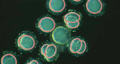 Algunos de los embriones analizados. | 'Nature Biotechnology'