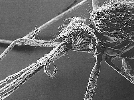 Imagen de archivo de un mosquito 'Anopheles'. | Foto: El Mundo