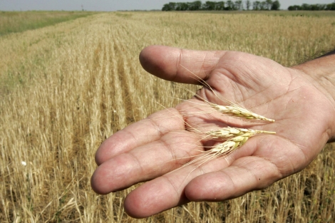 Los cereales integrales son ricos en fibra. | Reuters