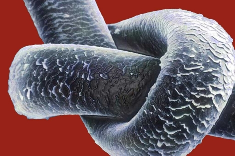 Un pelo humano visto a travs del microscopio. | Foto: CIE