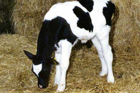 Imagen de la ternera Suzi, la primera vaca clonada de Australia. | Reuters