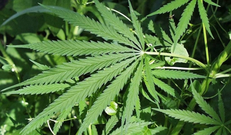 Imagen de una planta de marihuana. | Foto: El Mundo