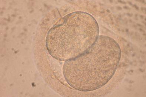 Embrin en su etapa de dos clulas. | W.S. Hwang