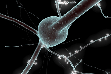 Recreación de una neurona. | El Mundo