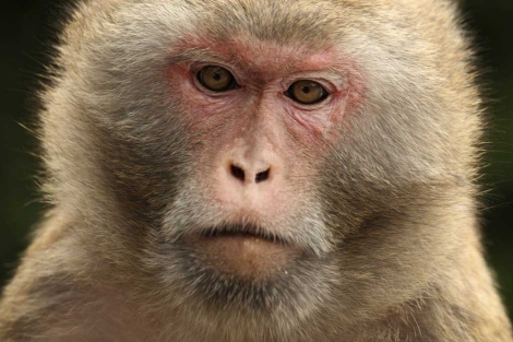 Un macaco rhesus como los utilizados en el estudio.| Afp