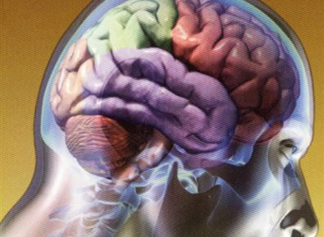 Imagen de la estructura del cerebro humano. | Foto: El Mundo