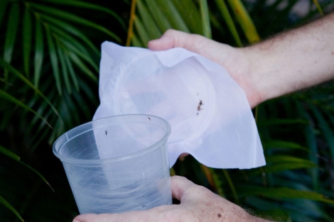 Los primeros mosquitos con 'Wolbachia' liberados.| Eliminate Dengue Program