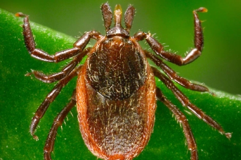 Una garrapata , transmisora de la enfermedad de Lyme. | Foto: El Mundo