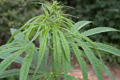 Planta de cannabis. | El Mundo