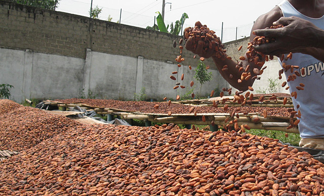 Granos de cacao. | Javier Espinosa