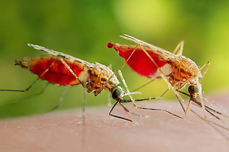 Mosquitos transmisores de la malaria. | Science