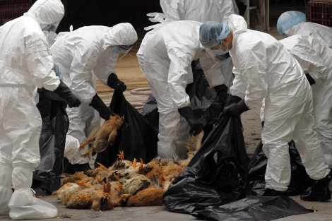 17.000 aves se han sacrificado en Hong Kong debido al H5N1. | Reuters