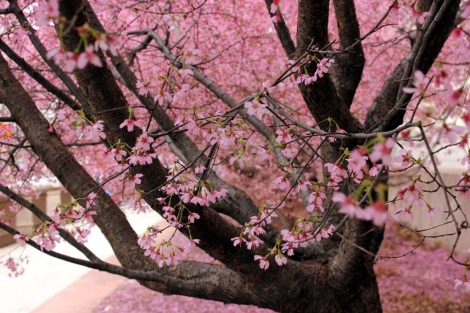 Varios cerezos florecidos en el Parque Central en Washington (EEUU). | Efe