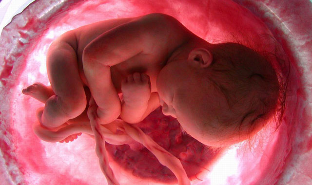 Imagen de un feto en el vientre materno. | El Mundo