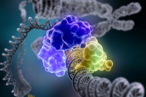 Un estudio desvela los elementos activos del genoma. | Institutos Nacionales de Salud