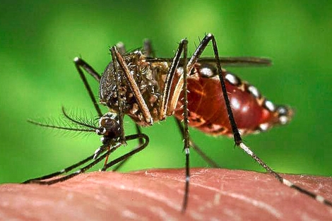 El mosquito que transmite el dengue con su picadura.